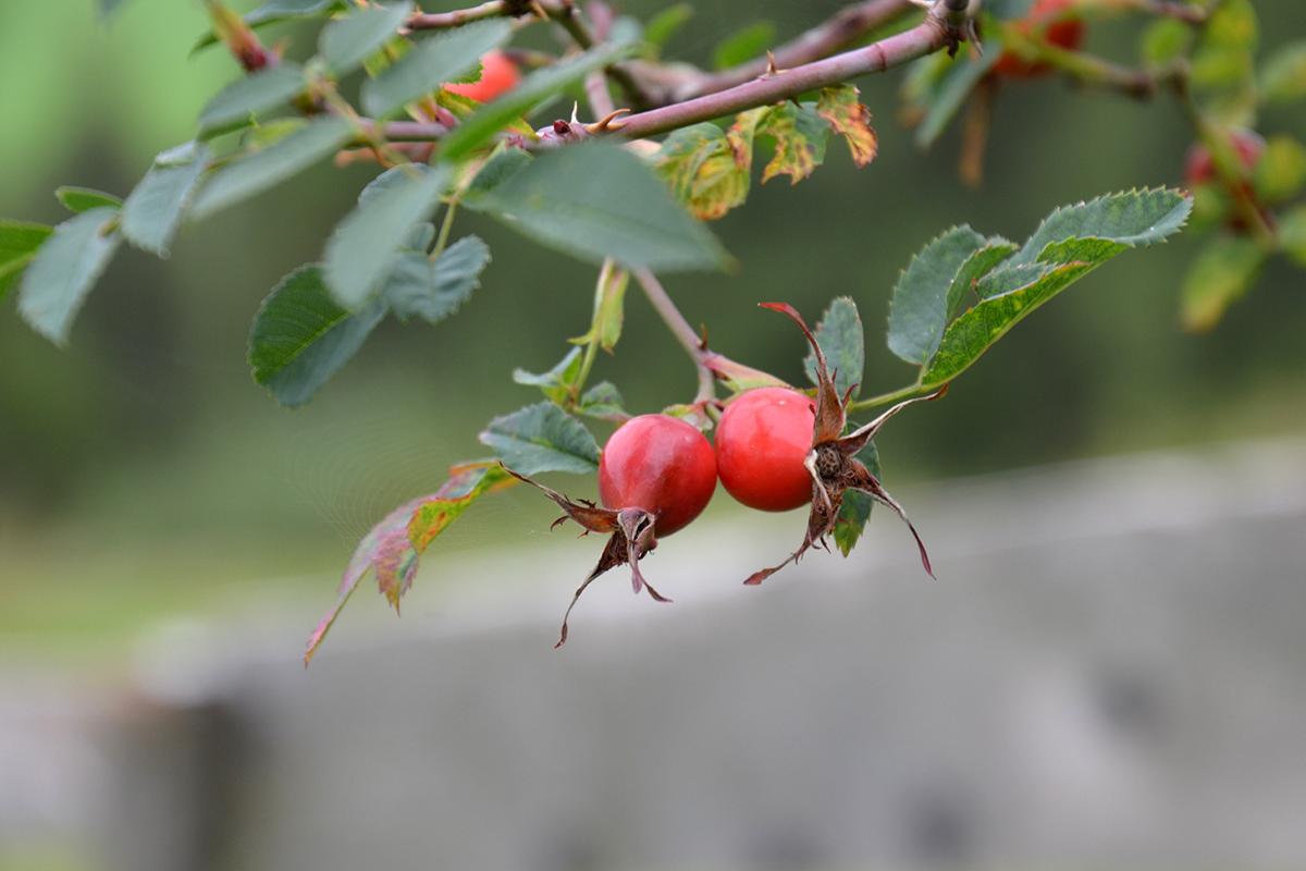 Zunerhof 14.09.2017